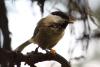 parus_01_t1.jpg