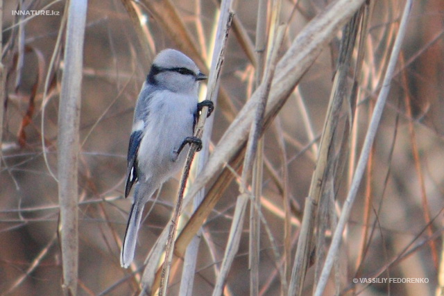 parus_cyanus_01.jpg