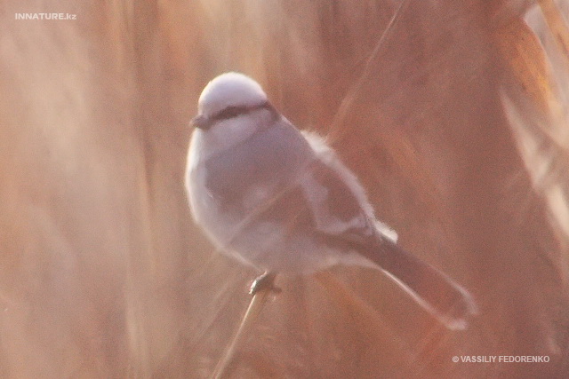 parus_cyanus_03.jpg