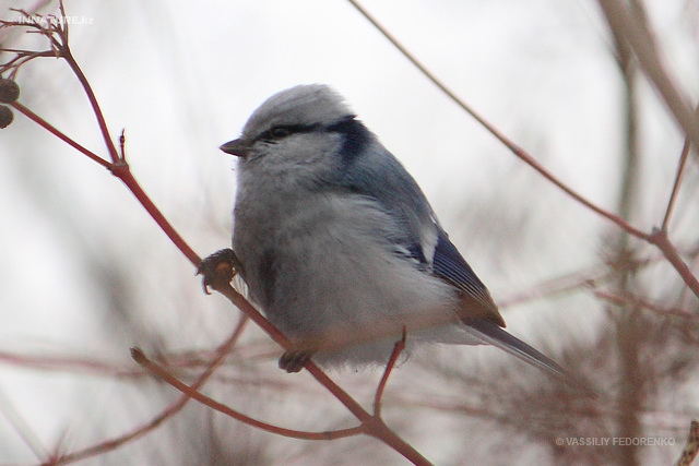 parus_cyanus_04.jpg