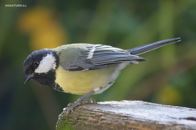 parus_major_01.jpg