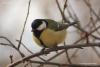 parus_major_02_t1.jpg