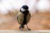 parus_major_04_t1.jpg