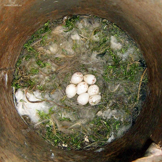 parus_major_05.jpg