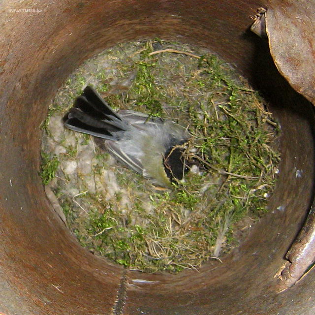 parus_major_06.jpg