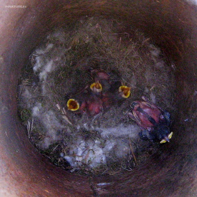 parus_major_07.jpg