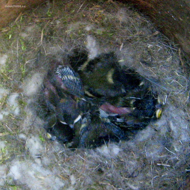 parus_major_08.jpg