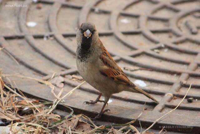 passer_domesticus_01.jpg