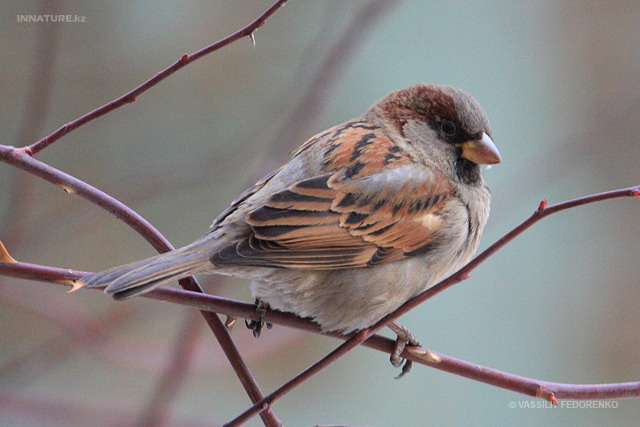 passer_domesticus_02.jpg