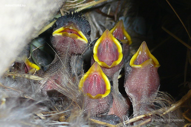 passer_domesticus_04.jpg