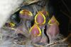 passer_domesticus_04_t1.jpg