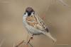 passer_montanus_01_t1.jpg