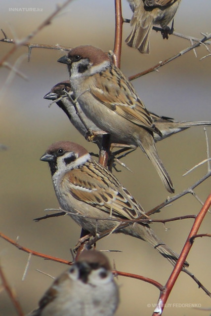 passer_montanus_04.jpg