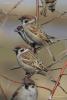 passer_montanus_04_t1.jpg