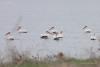pelecanus-crispus-_03_t1.jpg