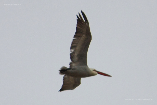 pelecanus-crispus_01.jpg