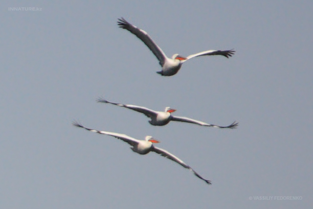pelecanus-crispus_01_1.jpg