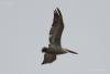 pelecanus-crispus_01_t1.jpg