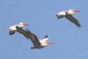 pelecanus-crispus_02_t1.jpg