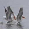 pelecanus-crispus_04_t1.jpg