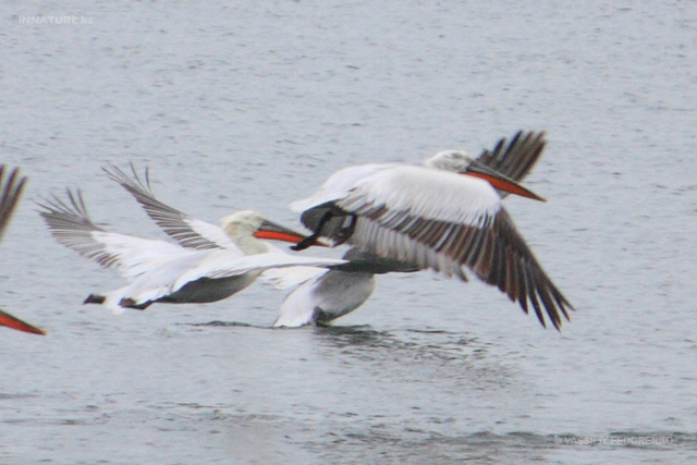 pelecanus-crispus_05.jpg