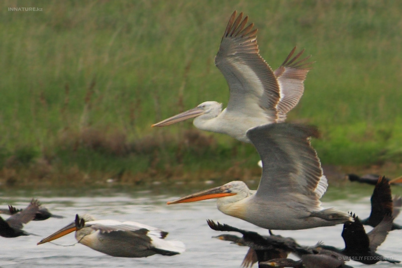 pelecanus-crispus_06.jpg
