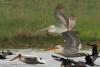 pelecanus-crispus_06_t1.jpg