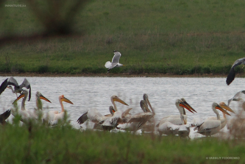pelecanus-crispus_07.jpg