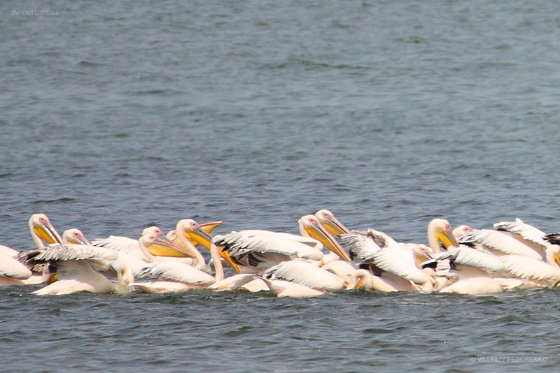 pelecanus-onocrotalus_01_1.jpg