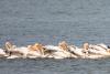 pelecanus-onocrotalus_01_t1_1.jpg
