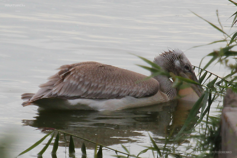 pelecanus_01.jpg