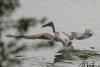 pelecanus_02_t1.jpg