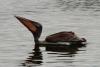 pelecanus_03_t1.jpg