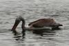 pelecanus_04_t1.jpg