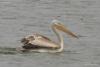 pelecanus_05_t1.jpg
