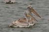 pelecanus_06_t1.jpg