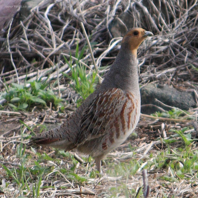 perdix-perdix_01.jpg