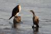 phalacrocorax-carbo_01_t1_1.jpg