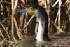 phalacrocorax-carbo_01_t1_3.jpg