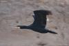 phalacrocorax-carbo_01_t1_4.jpg