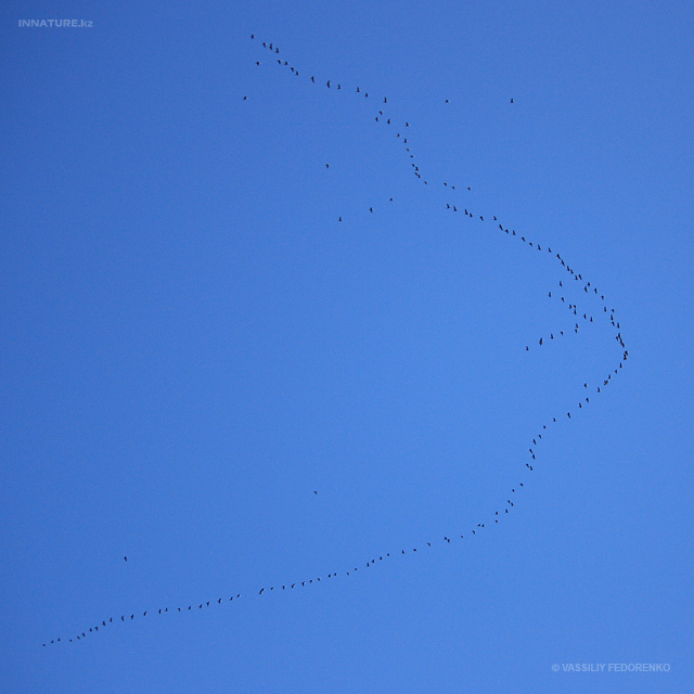 phalacrocorax-carbo_02.jpg