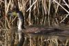 phalacrocorax-carbo_02_t1_3.jpg