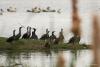 phalacrocorax-carbo_03_t1.jpg