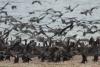 phalacrocorax-carbo_03_t1_1.jpg