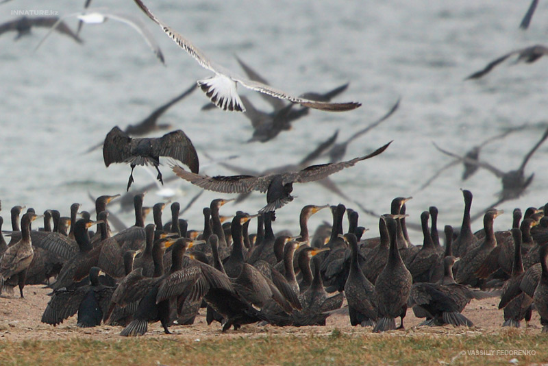phalacrocorax-carbo_04_1.jpg