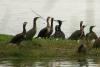 phalacrocorax-carbo_04_t1.jpg