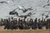 phalacrocorax-carbo_04_t1_1.jpg