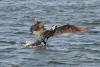 phalacrocorax_01_t1.jpg