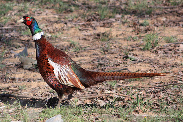 phasianus-colchicus_01.jpg