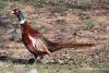 phasianus-colchicus_01_t1.jpg